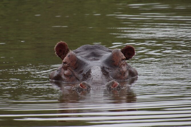 Full-day Hluhluwe-iMfolozi Park Big 5 Safari Experience - Hluhluwe-iMfolozi Park: why this rhino rescue reserve matters