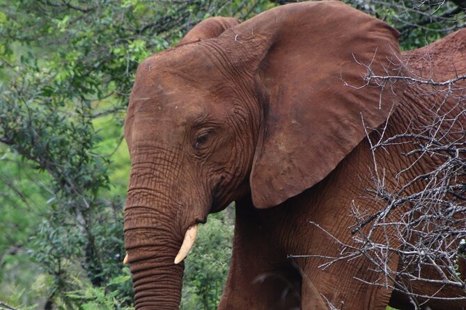 Full-day Hluhluwe-iMfolozi Park Big 5 Safari Experience - Entering the Hluhluwe-iMfolozi Wilderness Area