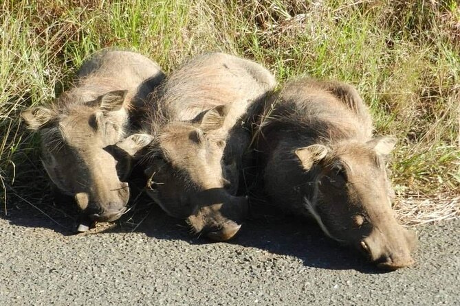 Full-day Hluhluwe-iMfolozi Park Big 5 Safari Experience - Group size and the safari vibe in the car