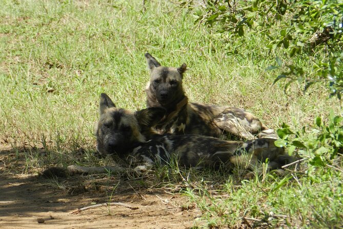 Full-day Hluhluwe-iMfolozi Park Big 5 Safari Experience - Pickup, meeting point, and how to find your way smoothly