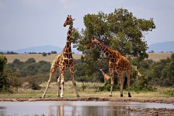 Full Day Isimangaliso Wetlands Park -Croc & Hippo &Game Fr Durban - A 10-hour Durban to St Lucia to iSimangaliso Wildlife Day