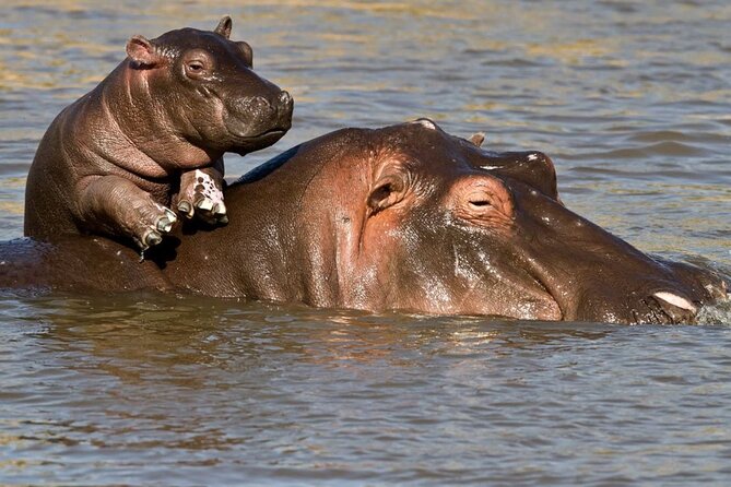 Full Day Isimangaliso Wetlands Park -Croc & Hippo &Game Fr Durban - Timing, Comfort, and What to Pack for a 6am Departure