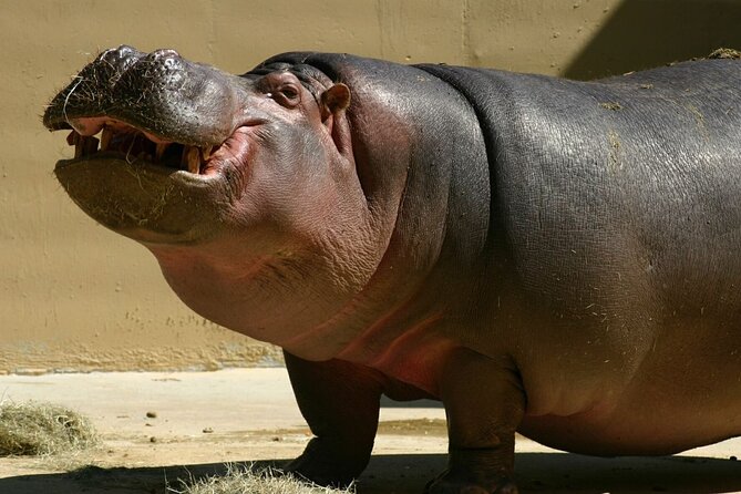 Full Day Isimangaliso Wetlands Park -Croc & Hippo &Game Fr Durban - Should You Book This Croc and Hippo Plus Big Five Safari?