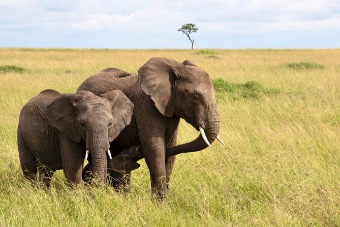 Full Day Isimangaliso Wetlands Park -Croc & Hippo &Game Fr Durban - iSimangaliso Wetlands Park Game Drive: Big Five Chances in 4 Hours