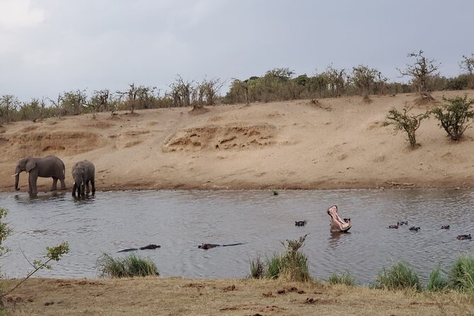 Full Day Kruger National Park Game Drive - Private vehicle, calm guiding, and what that changes for you