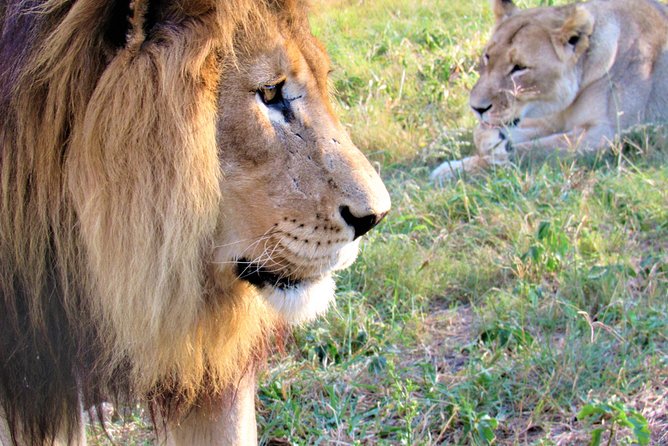 Full-Day Kruger National Park Safari - Key things that make this Kruger safari worth your time
