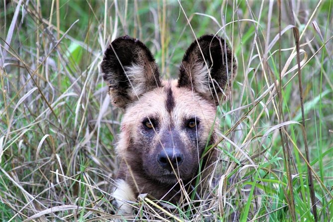 Full-Day Kruger National Park Safari - Dawn departure from Hazyview: why 5:30am matters