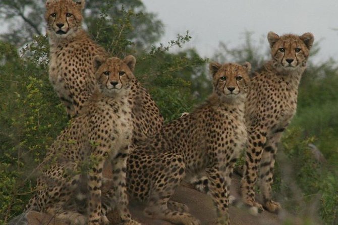 Full-Day Kruger National Park Safari - Bushman rock paintings: the meaning behind the scenery