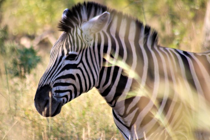 Full-Day Kruger National Park Safari - Food, water, heat, and how to pace a 10-hour wildlife day