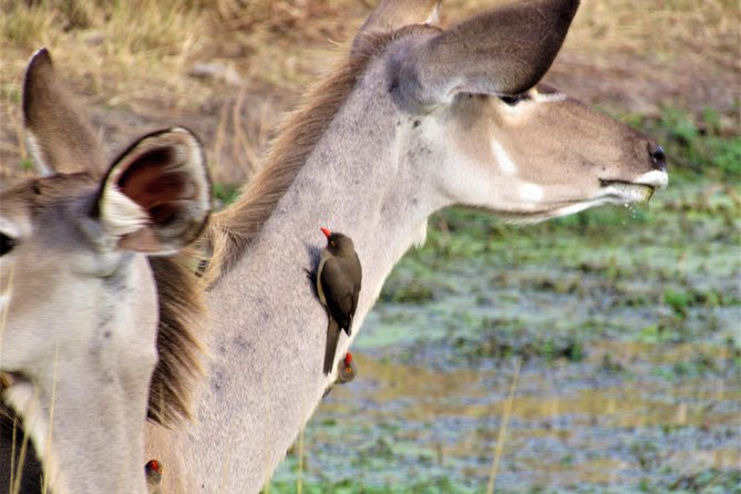 Full-Day Kruger National Park Safari - Price and value: what $121.21 really covers