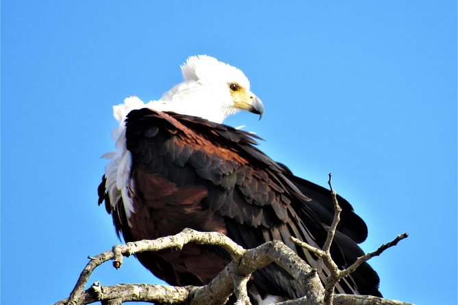 Full-Day Kruger National Park Safari - Who should book this Kruger full-day safari?