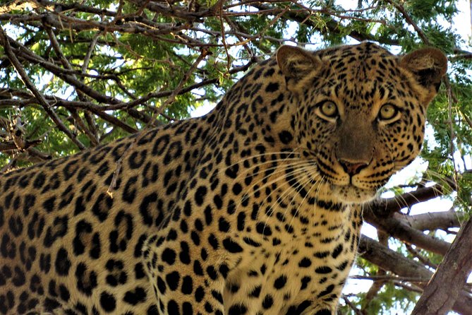 Full-Day Kruger National Park Safari - Big Five expectations, realistic strategy, and why you might still be thrilled