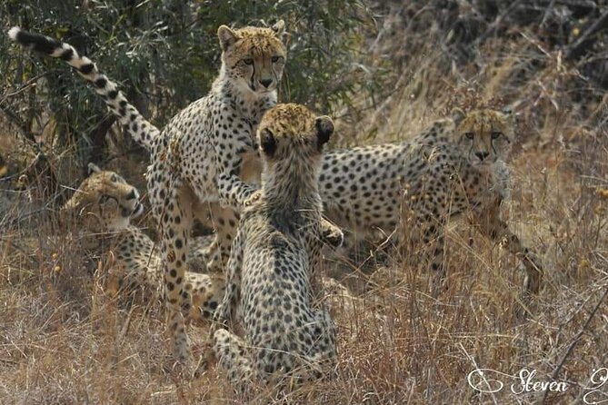 Full Day Kruger National Park Tour - Key Points You’ll Care About on This Kruger Tour