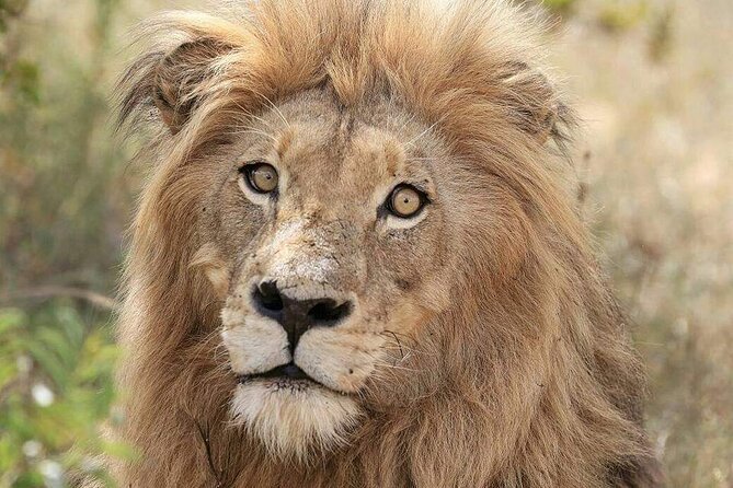 Full Day Kruger National Park Tour - From Hoedspruit Into Kruger: Why This Full Day Works