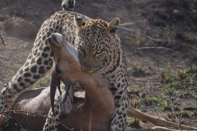 Full Day Kruger National Park Tour - What the Day Looks Like, Hour by Hour (In Real Life Terms)