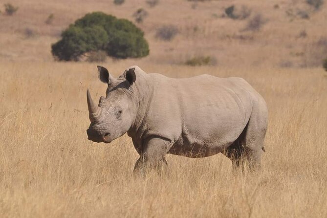 Full Day Kruger National Park Tour - Small Group Size: The Comfort Advantage (and Why It Matters)
