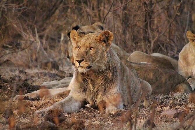 Full Day Kruger National Park Tour - Wildlife Moments You Can Reasonably Hope For