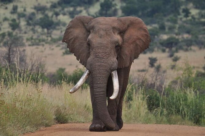 Full Day Kruger National Park Tour - Tips to Make Your Day Smoother in Kruger
