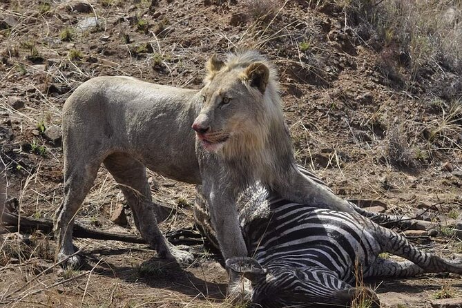 Full Day Kruger National Park Tour - Sunrise Coffee With Rusks, Then Out on the Hunt
