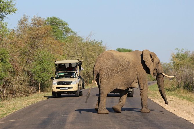 Full Day Kruger Park Safari From Hazyview - What’s included, what’s extra, and how the $100.02 price really works