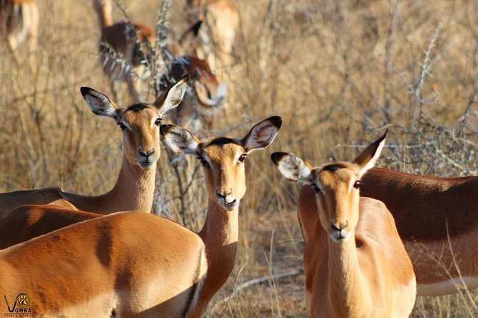 Full Day Kruger Park Safari From Hazyview - Comfort and clothing for an early Kruger morning