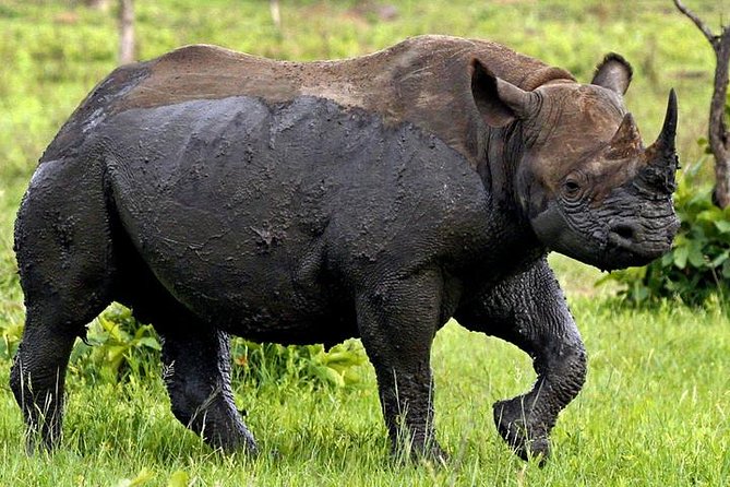Full Day Kruger Park Safari From Hazyview - The morning in Kruger National Park: what you’ll actually look for