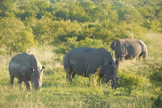 Full-Day Kruger Park Safari from Nelspruit, Whiteriver or Hazyview - Key things that make this Kruger day safari work