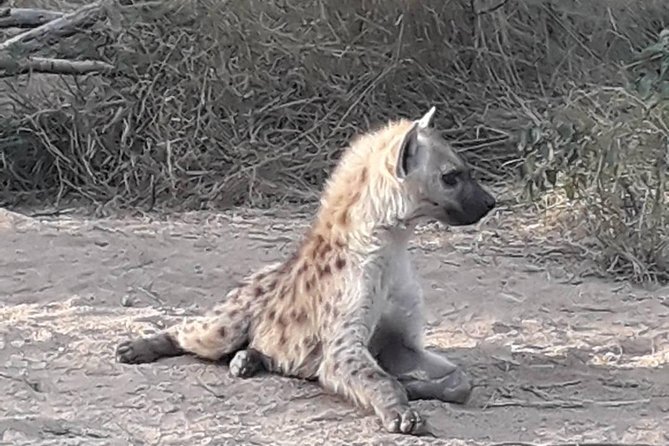 Full-Day Kruger Park Safari from Nelspruit, Whiteriver or Hazyview - A 10-hour Kruger day trip that focuses on seeing animals, not wrestling logistics