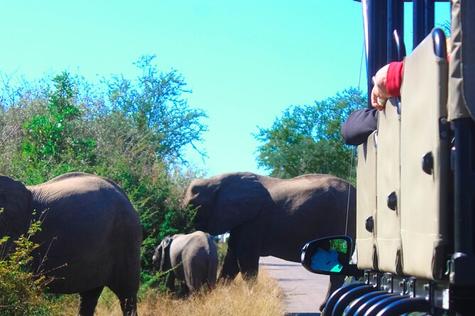 Full-Day Kruger Park Safari from Nelspruit, Whiteriver or Hazyview - Chasing the Big Five, without the unrealistic pressure
