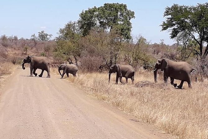 Full-Day Kruger Park Safari from Nelspruit, Whiteriver or Hazyview - What the guide commentary adds, beyond just pointing things out