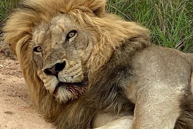 Full-Day Kruger Park Safari from Nelspruit, Whiteriver or Hazyview - Included vs not included: the small list that prevents big surprises