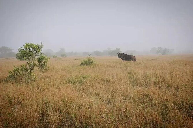 Full Day Kruger Park Wildlife Safari from Hoedspruit - Key things that make this Kruger safari work