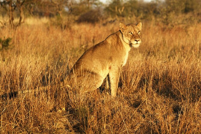 Full Day Kruger Park Wildlife Safari from Hoedspruit - Why a 12-hour Kruger safari from Hoedspruit is worth your day