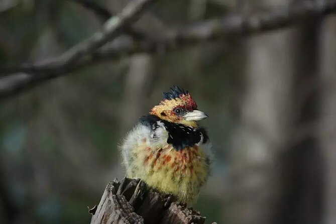 Full Day Kruger Park Wildlife Safari from Hoedspruit - Open-air 4x4 and a local guide, the real difference-maker