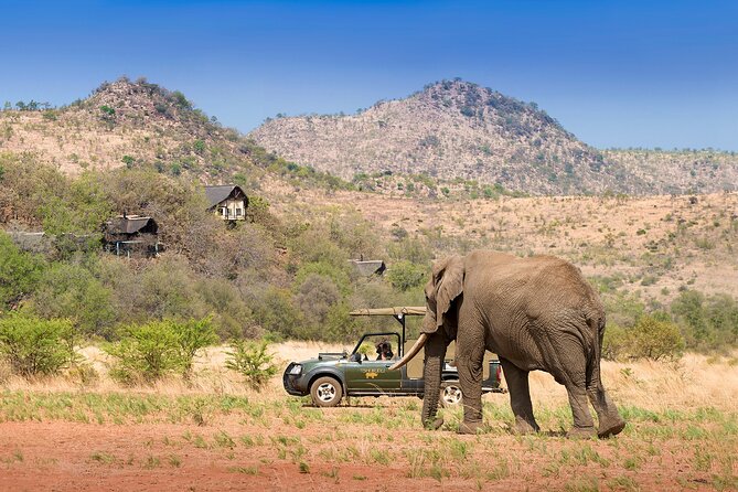 Full Day Pilanesberg Experience in Open Vehicle - Afternoon Closed-Vehicle Safari: When You Need Comfort and Coverage
