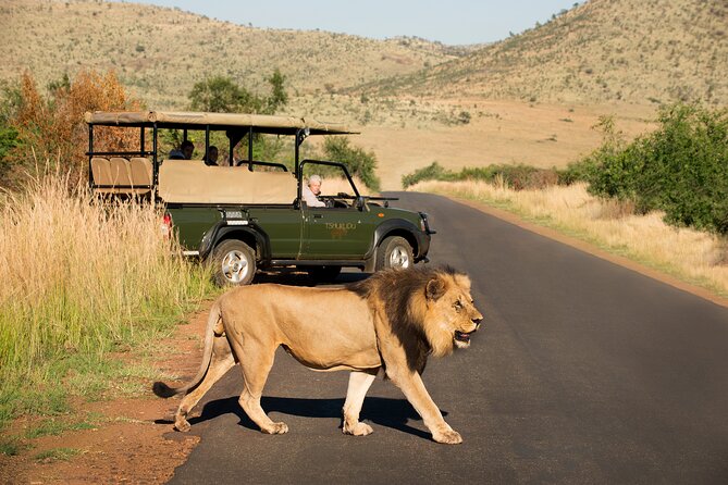 Full Day Pilanesberg Experience in Open Vehicle - Guides and Tracking: Why the Human Factor Shows Up Fast