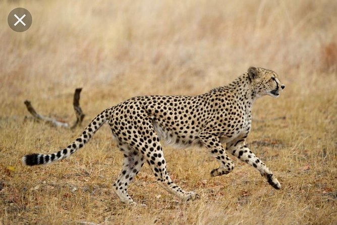 Full-Day Pilanesberg National Park from Johannesburg and Pretoria - The drive from Pretoria and Johannesburg: what a 10-hour day really means