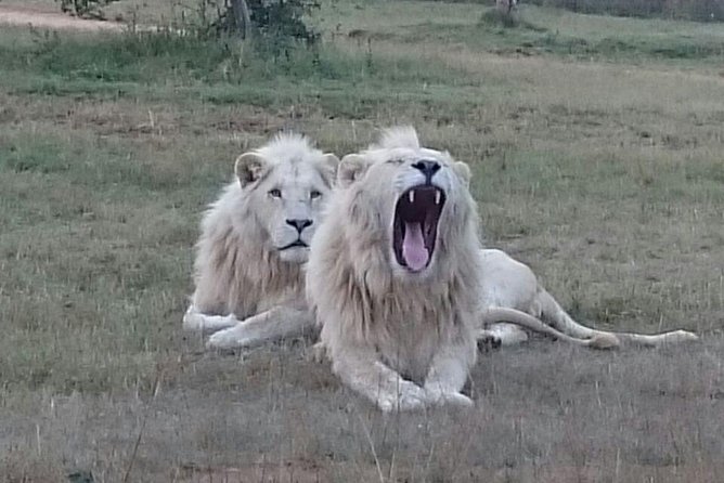 Full-Day Pilanesberg National Park from Johannesburg and Pretoria - The heart of the day: your Pilanesberg game drive from the open-top 4x4