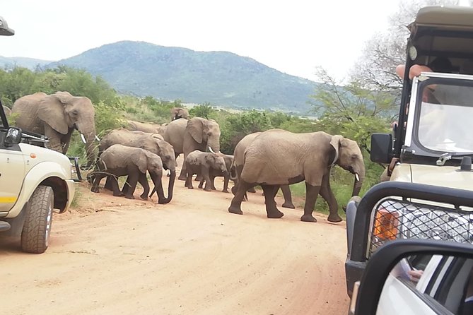 Full-Day Pilanesberg National Park from Johannesburg and Pretoria - The “last safari drive” idea, and how to handle missed sightings