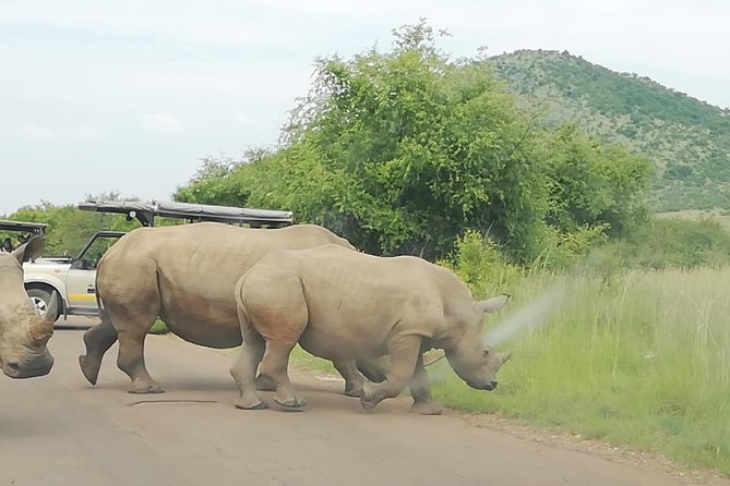 Full-Day Pilanesberg National Park from Johannesburg and Pretoria - Price and value: what $162.97 includes, and what that means for your budget