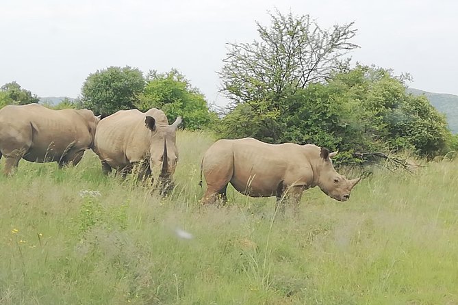 Full-Day Pilanesberg National Park from Johannesburg and Pretoria - Guide quality and booking reliability: the mixed reviews you should take seriously