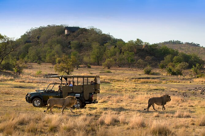 Full Day Pilanesberg Safari Adventure - Why Pilanesberg Makes a Great Big Five Day Trip