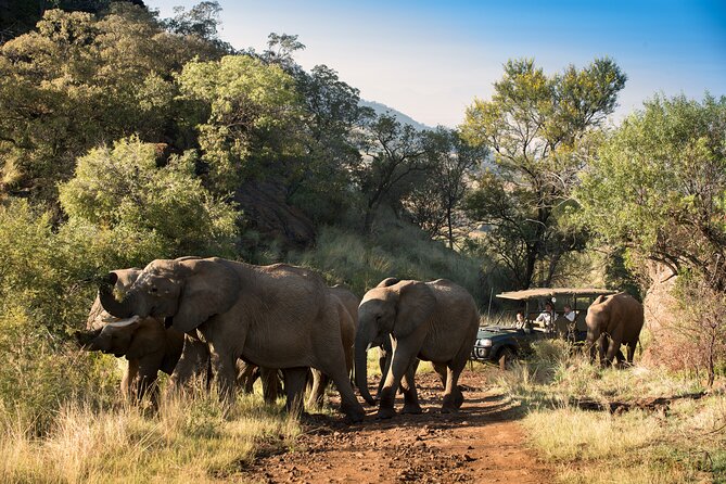 Full Day Pilanesberg Safari Adventure - How the Guide Team Changes the Experience (Tumi and Elvis as Examples)