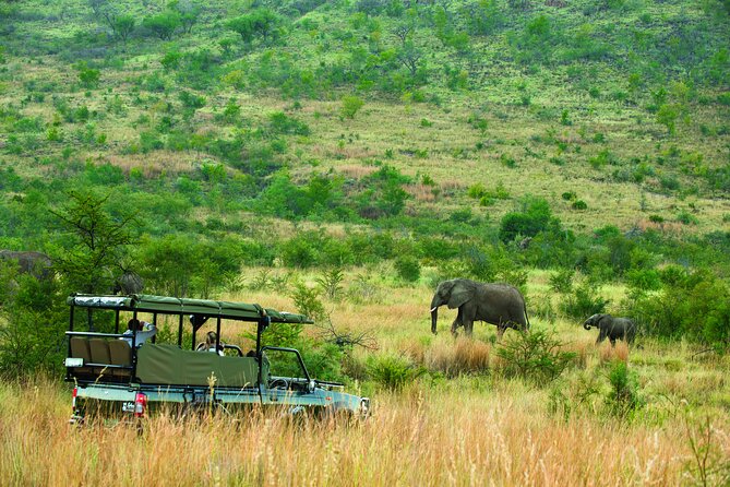 Full Day Pilanesberg Safari Adventure - The Light Lunch Inside the Reserve: Fuel Without the Big Detour