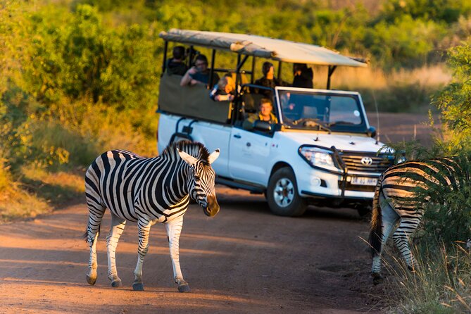 Full Day Pilanesberg Safari Adventure - The Morning Open-Vehicle Drive (2.5 to 3 Hours): Your Main Wildlife Window