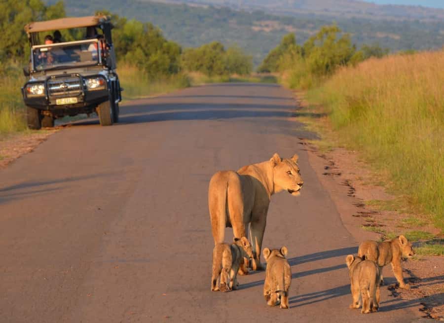 Full-Day Pilanesberg Safari from Sun City - Key Highlights You Should Care About