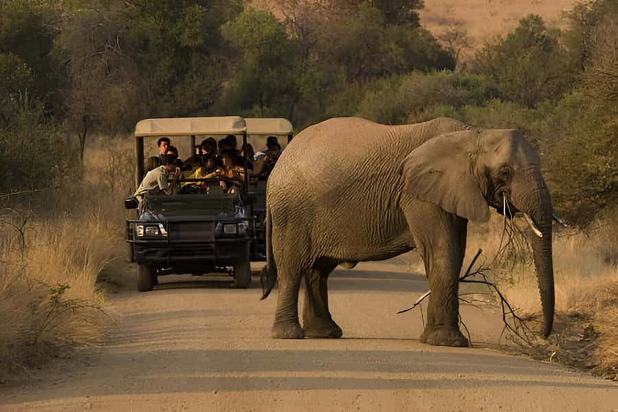 Full-Day Pilanesberg Safari from Sun City - Price and the Conservation Fee Math