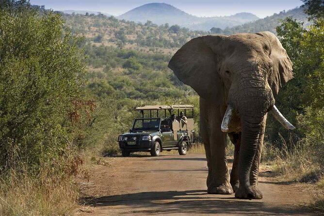Full day Pilanesberg Safari Tour - Pilanesberg in a volcanic crater: why the views matter