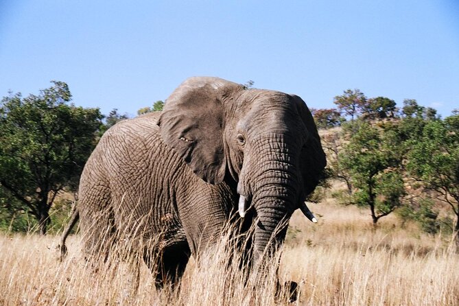 Full day Pilanesberg Safari Tour - The main event: what 6 hours of safari game drive feels like