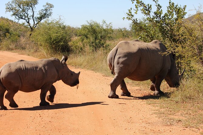 Full day Pilanesberg Safari Tour - Big Five and the rest of the park: your realistic wildlife targets